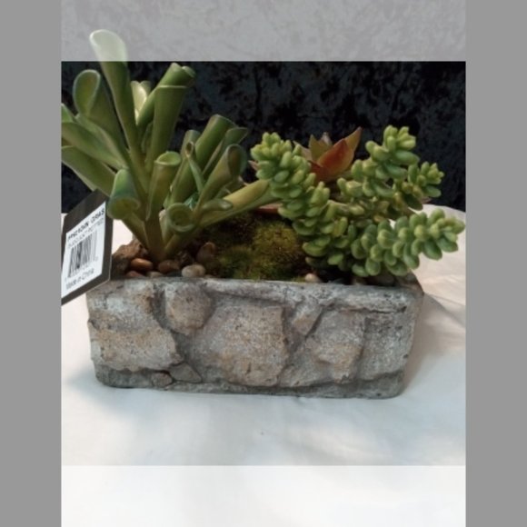 Gold Eagle Succulent Rock Garden - Picture 7 of 9